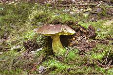 Steinpilz oder Herrenpilz ( Boletus edulis) © Gerhard Obermayr