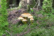 Grünblättriger Schwefelkopf (Hypholoma fasciculare) © Gerhard Obermayr