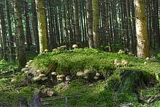 Grünblättriger Schwefelkopf (Hypholoma fasciculare) © Gerhard Obermayr