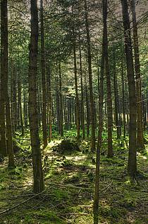 Wie im Märchen und doch fast zu Hause ... © Gerhard Obermayr