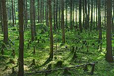 Paradiesischer Zustand © Gerhard Obermayr