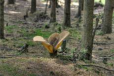 Samtfußkrempling (axillus atrotomentosus) © Gerhard Obermayr