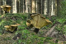 Samtfußkrempling (axillus atrotomentosus) © Gerhard Obermayr